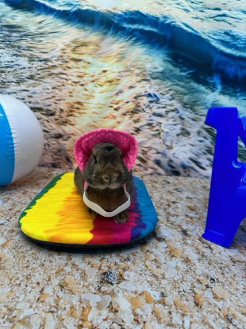 A groomed dog in a pink knitted hood on a rainbow surfboard prop against a painted wave backdrop