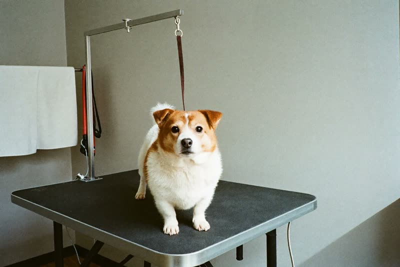 A calm grooming room with a small dog on the table
