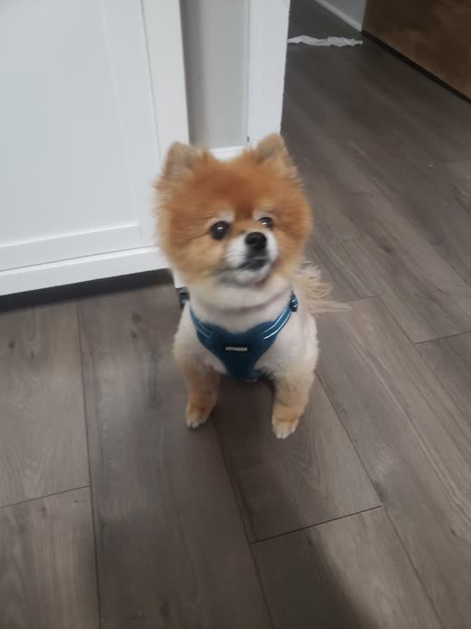 A freshly groomed cream Pomeranian in a navy harness sitting on a wood floor