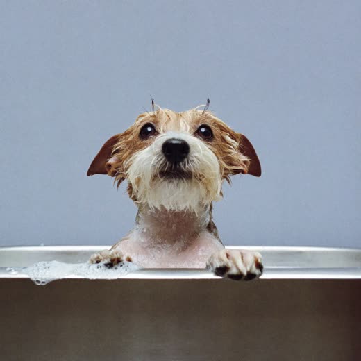 A small dog being bathed at a grooming tub