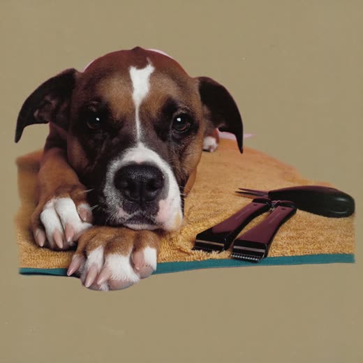 A dog's paw beside nail clippers on a towel
