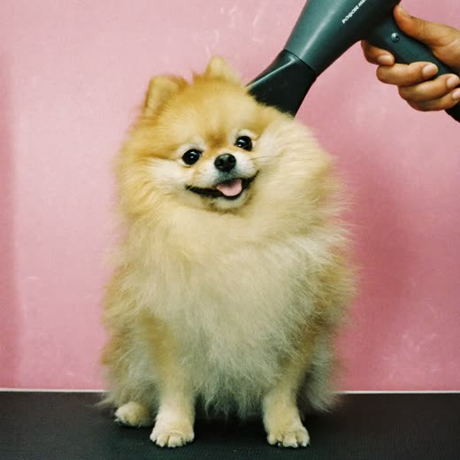 A fluffy dog being dried after a bath