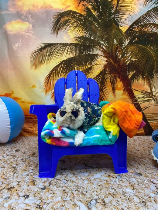A small groomed dog in a tie-dye outfit posed on a toy deckchair against a beach backdrop
